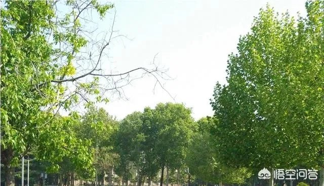 导读女儿之前在本地学校成绩不大稳定总的来说算中上典型的半拉子