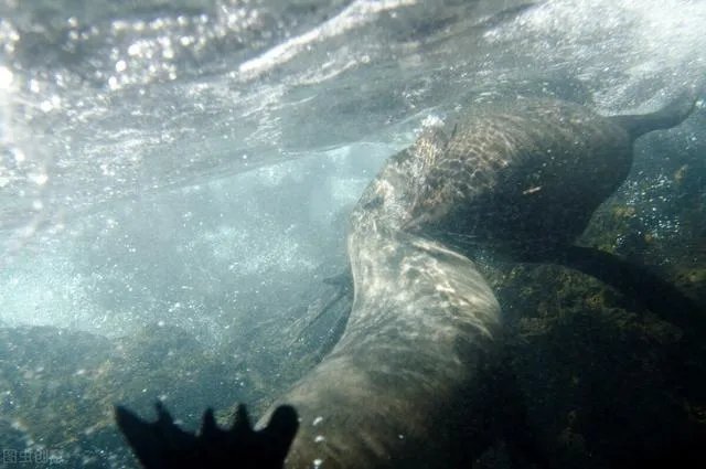 5种奇特的海洋生物?