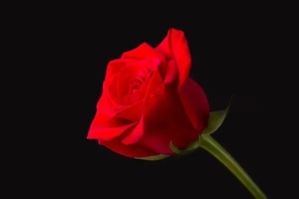 ROSE是什么意思