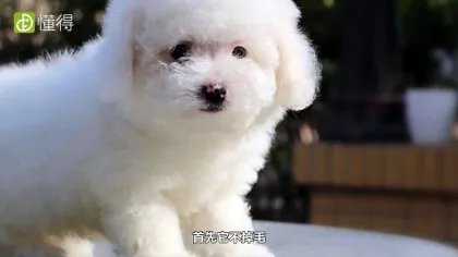 什么是卷毛比熊犬（图文）