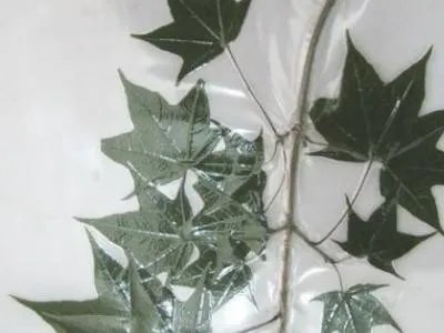 标本怎么做