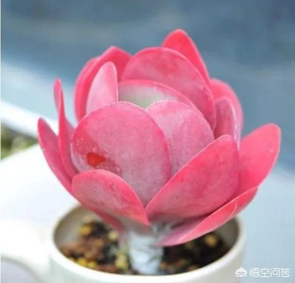 不同的多肉植物,在度夏时,有什么区别吗?