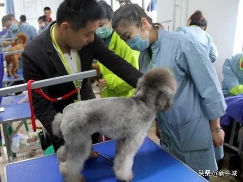 想学习宠物美容，河北邢台的，有人给个建议麽？