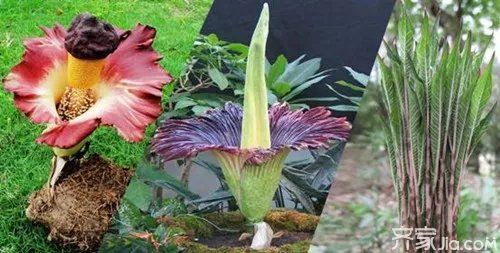 魔芋花的功效 魔芋花的营养价值