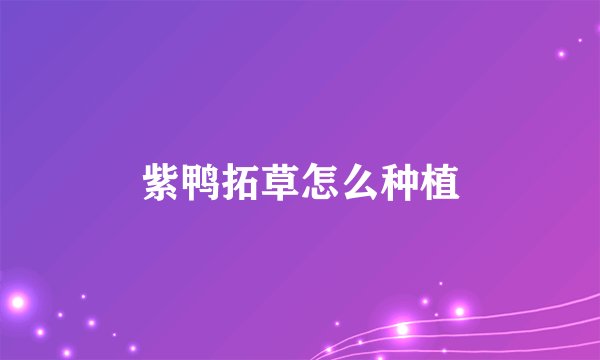 紫鸭拓草怎么种植