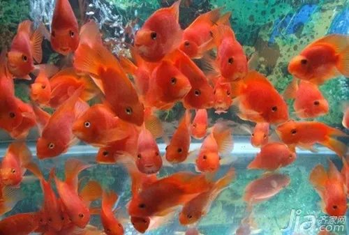 红鹦鹉鱼的招财风水 红鹦鹉鱼的饲养和价格